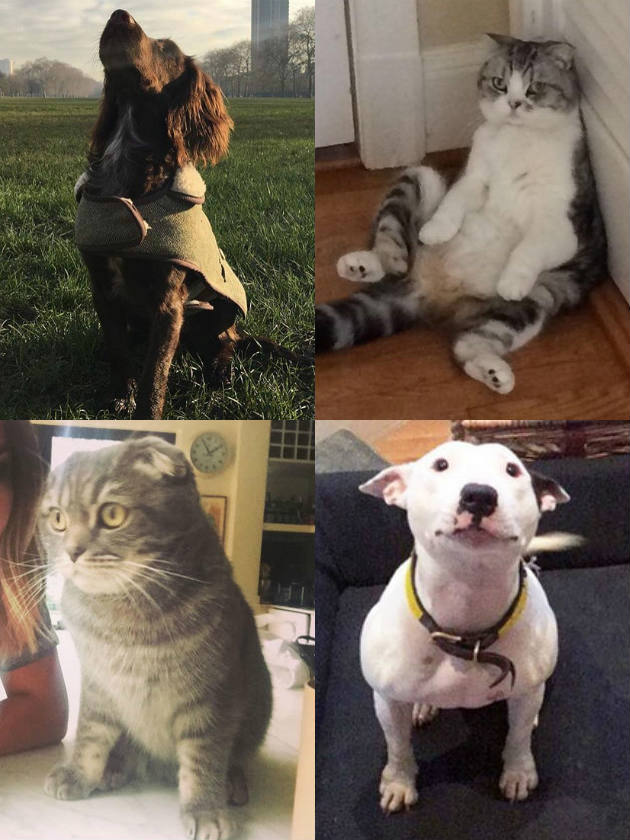 Celebrity pets that OWN Instagram – who’s the most pawsome of them all?