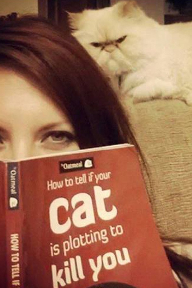 Help my cat is trying to kill me! 31 evil cats with deadly intentions