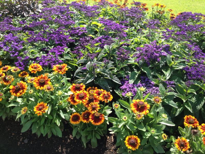 What to do in the garden in August