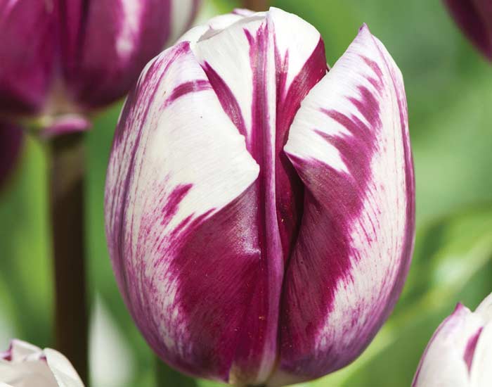 Gardening Tips What To Do In The Garden November Top Tips For What To Do In Your Garden November