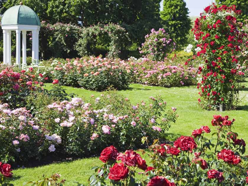 Beautiful garden rose varieties for glorious summer colour