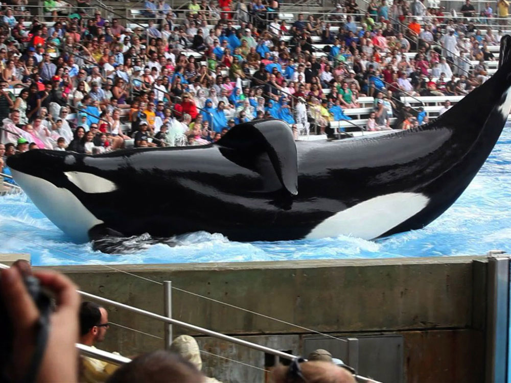 We Have Big News About SeaWorld’s Orca Shows