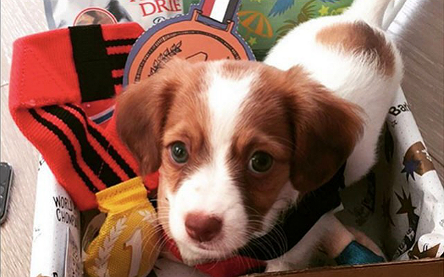 Here’s Why *Everyday* Should Be ‘Bring Your Dog To Work Day’
