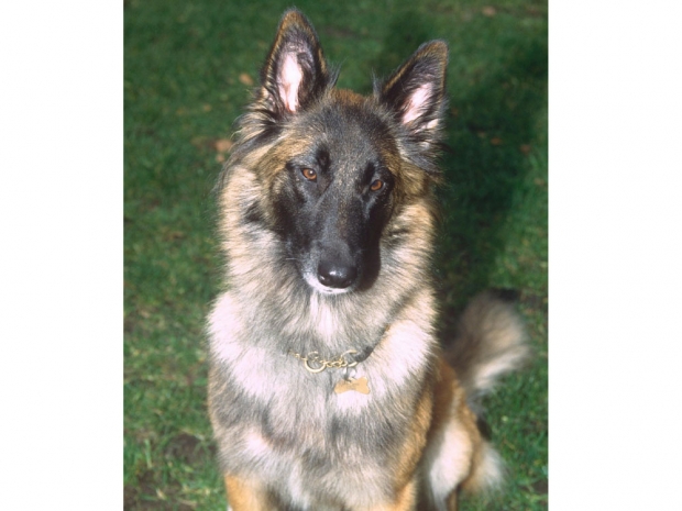 Wellard was actually played by female dogs