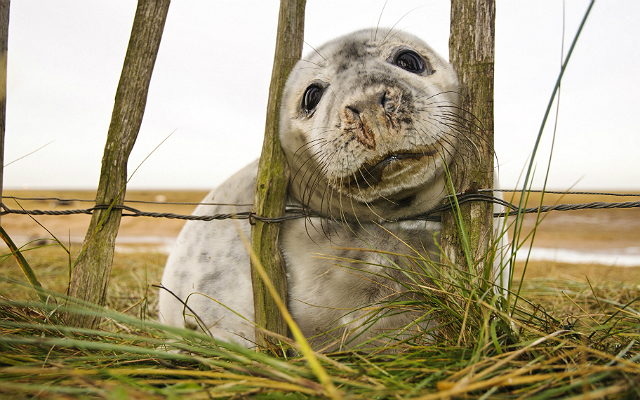 New Zealand Police Arrest The *Cutest* Baby Seal…