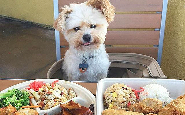 The “Dogs Who Brunch” Is The Greatest Instagram Trend Of All Time
