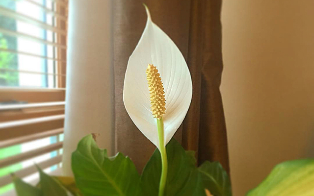 The Clean-Living Plants You Need To Brighten Up Your Home