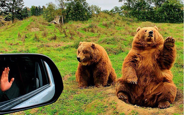 You Can Own A Wildlife Sanctuary For Free… You Just Have To Run It