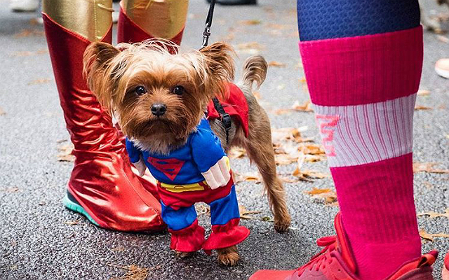 It’s Time We Talked About New York’s Annual Halloween Dog Parade