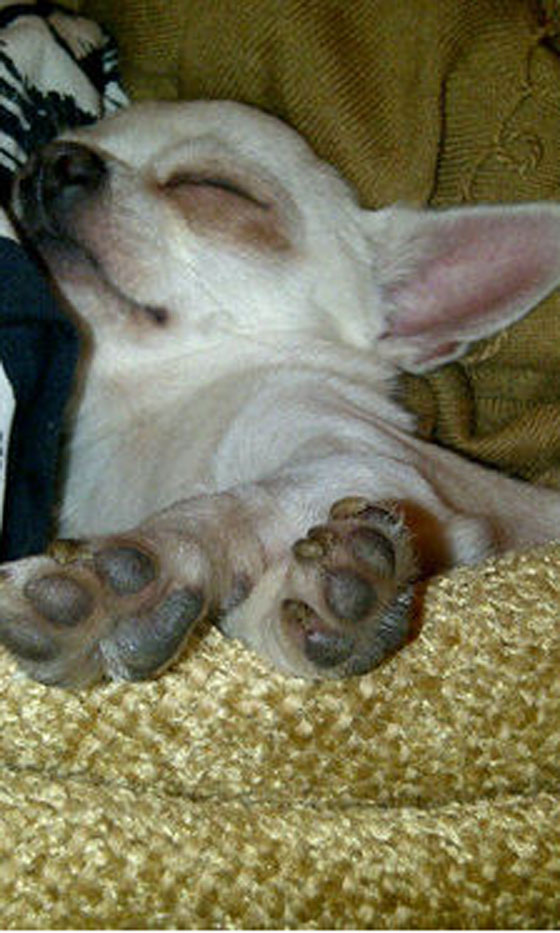 The 25 Cutest Ever Celebrity Dogs Look