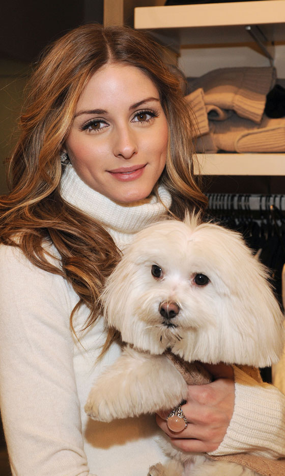 The 25 Cutest Ever Celebrity Dogs | Look