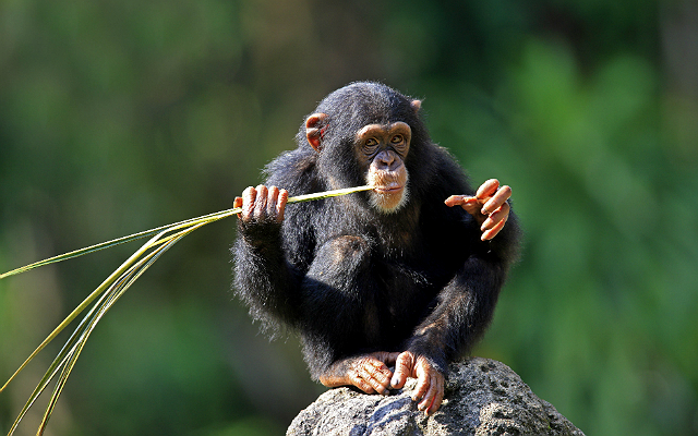 Chimpanzees ACTUALLY hold the secret to a perfect night’s sleep