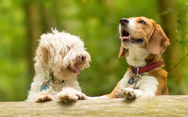 dog's