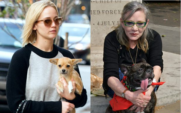dog parent