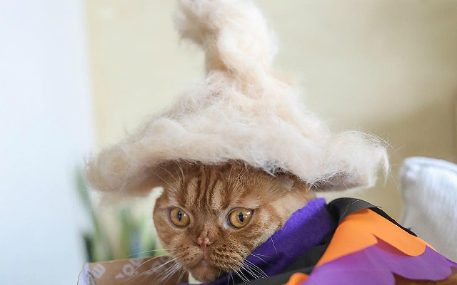 The Latest Pet Trend Is Making Hats For Cats From Their Own Fur