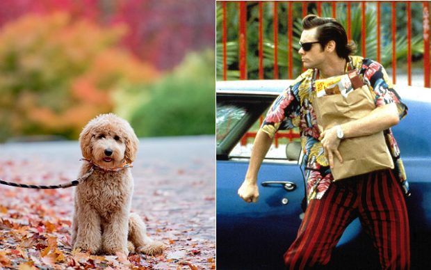 pet detective