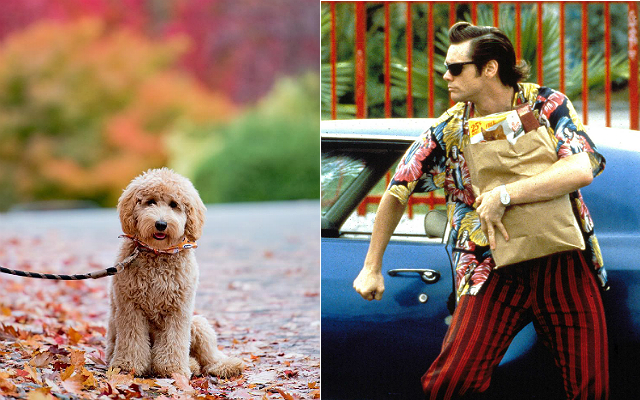 Behind The Scenes With A Real Life Pet Detective