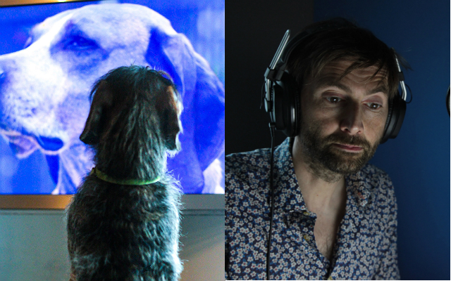 ‘Petflix And Chill’ Has Films Narrated By David Tennant To Get Your Pets Through Bonfire Night
