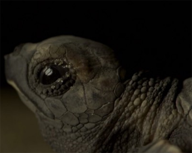 There’s Something You Need To Know About The Baby Turtles On Planet Earth 2