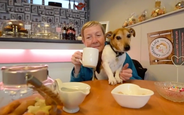 dog cafe