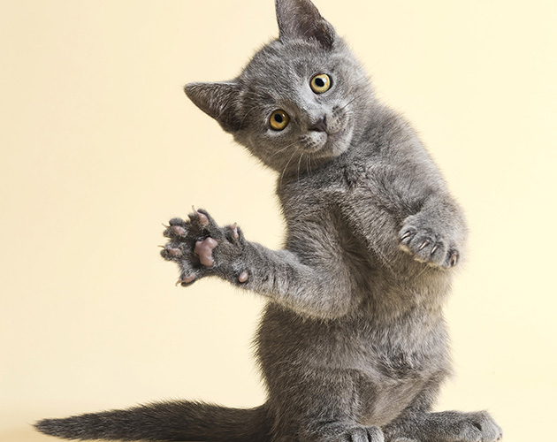 8 Cute Animal Pictures Guaranteed To Make You Smile