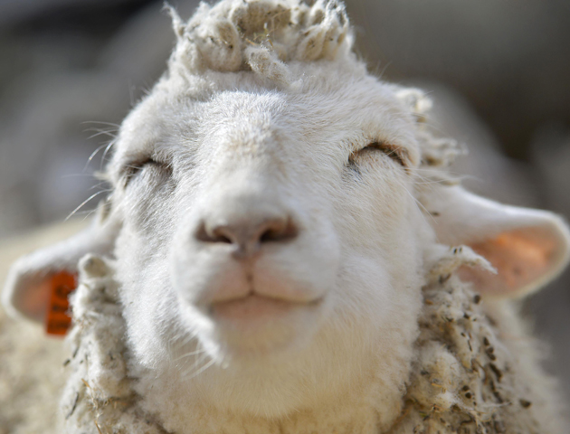 chilled sheep - happy animals