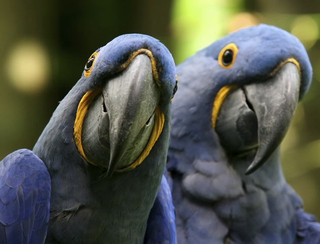 cheeky parrots - happy animals
