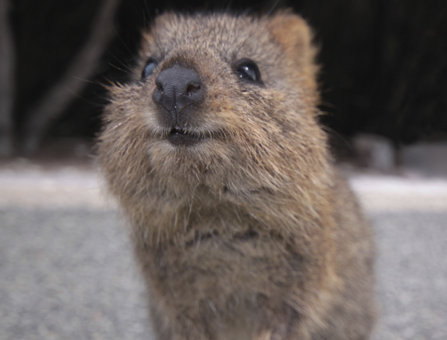 Quokka - happy animals
