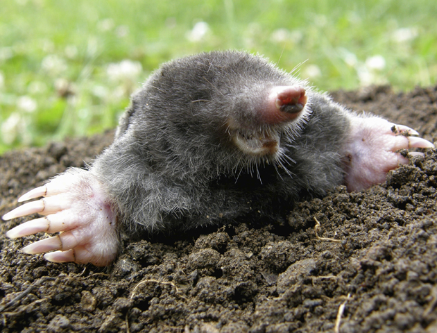 happy mole
