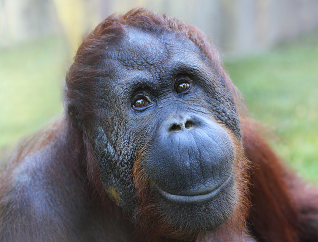 smiling organutan - happy animals