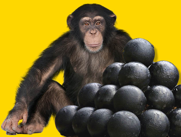 language of the sea: monkey sitting next to a pile of brass balls