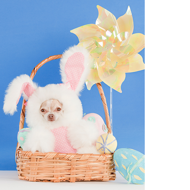 dogs dressed as rabbits