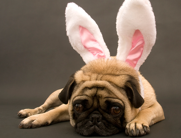 pug wearing rabbit ears