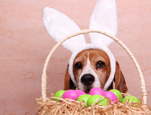 dogs dressed as rabbits