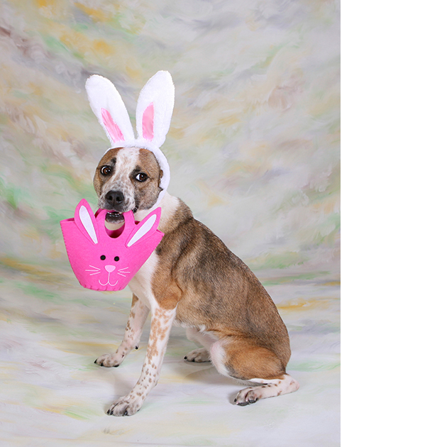 dogs dressed as rabbits