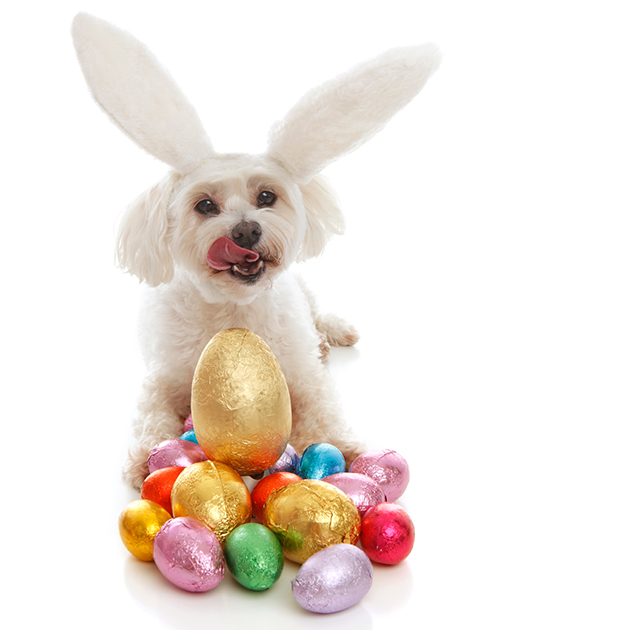 dogs dressed as rabbits