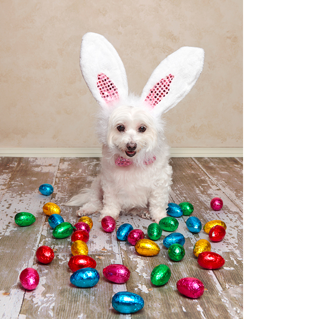 dog with easter eggs