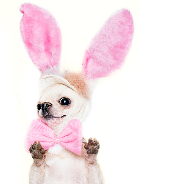 dogs dressed as rabbits