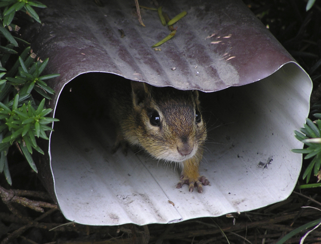 12 adorable animals playing hide and seek - Life Death Prizes