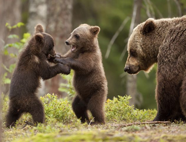 12 cute spring animals - Life Death Prizes