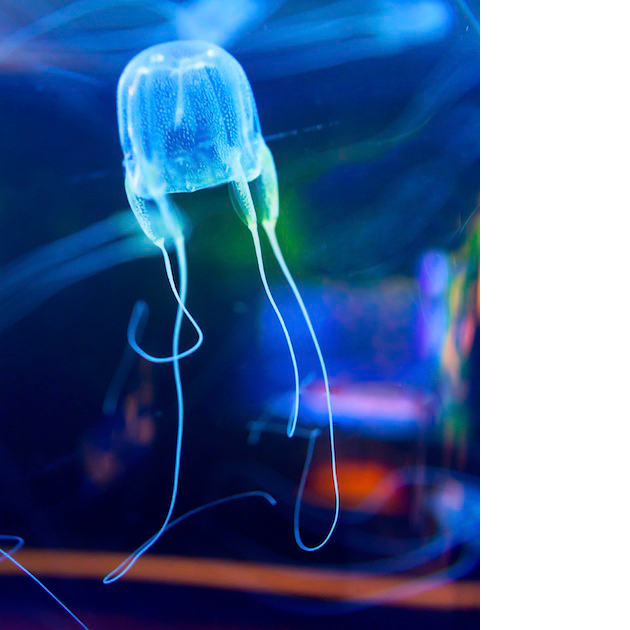 Nature's deadliest jellyfish
