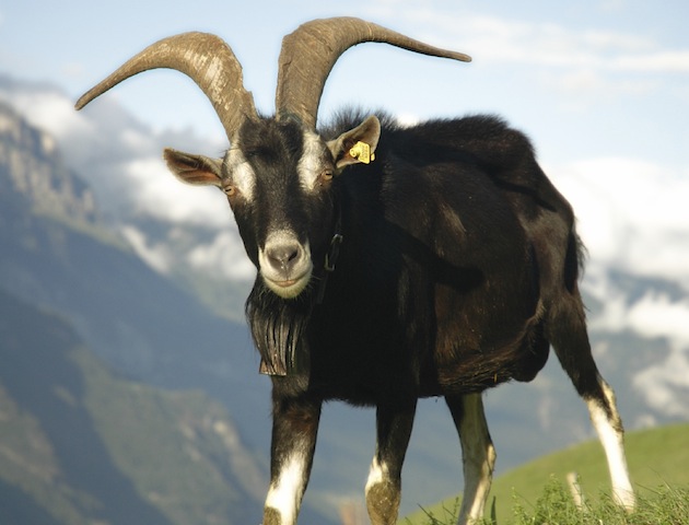 Female pirates: angry goat