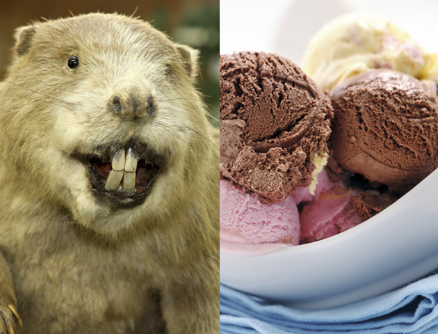 Big Beaver with huge incisors