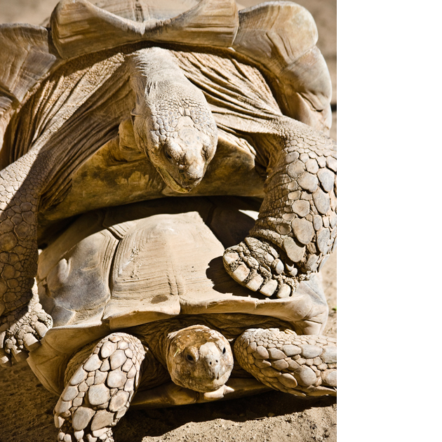 image of tortoises copulating