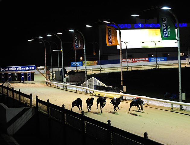 Romford dogs