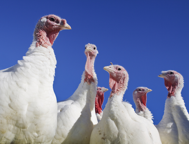 Four turkeys veggie
