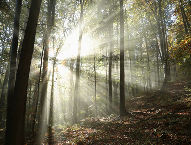 iStockphoto