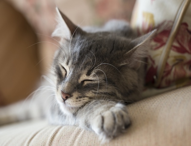 duvet day