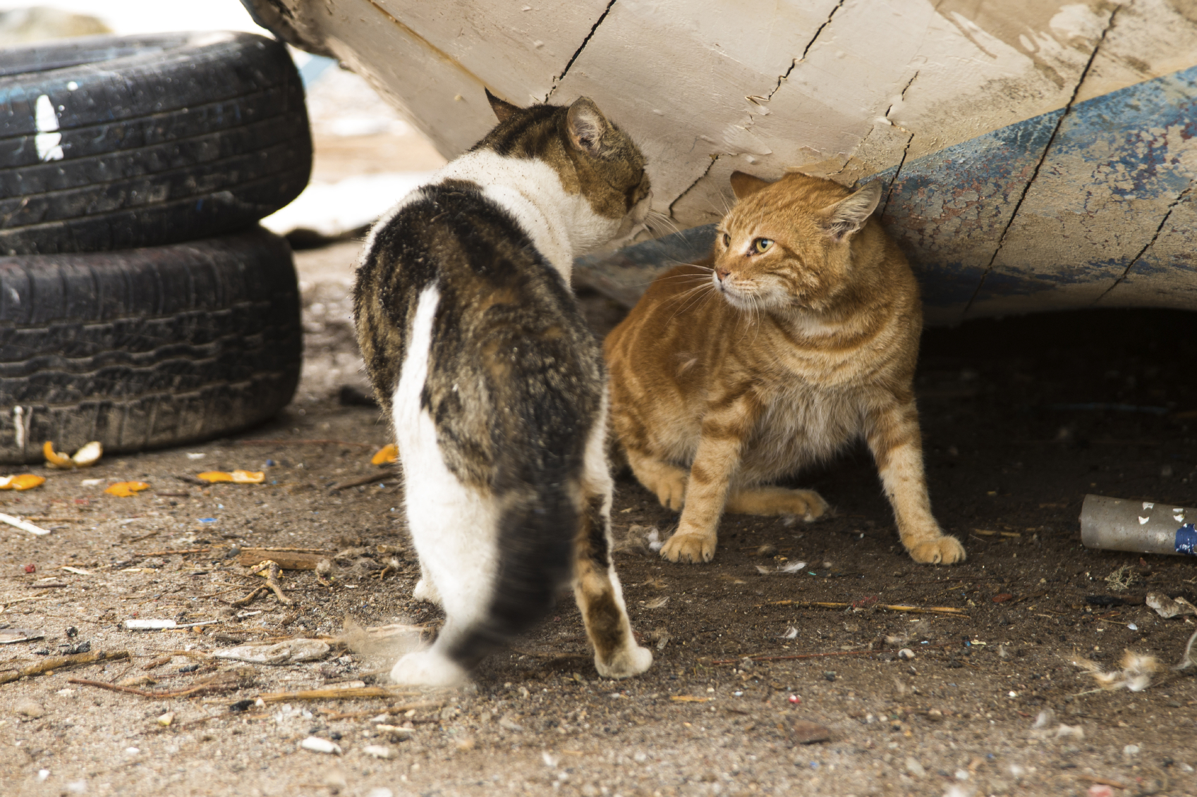 iStockphoto