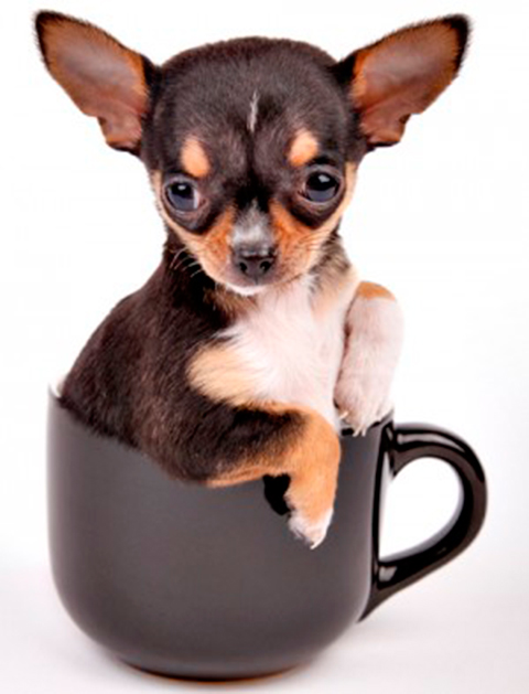 resized-iStock_000017440392_Small-hr-300x393